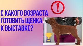 С какого возраста начинать готовить щенка к выставкам Пкак подготовить щенка к выставке