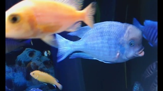 Malawi aquarium Wuppertal