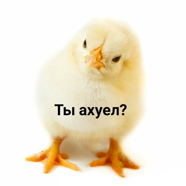 Цыпленка на белом фоне