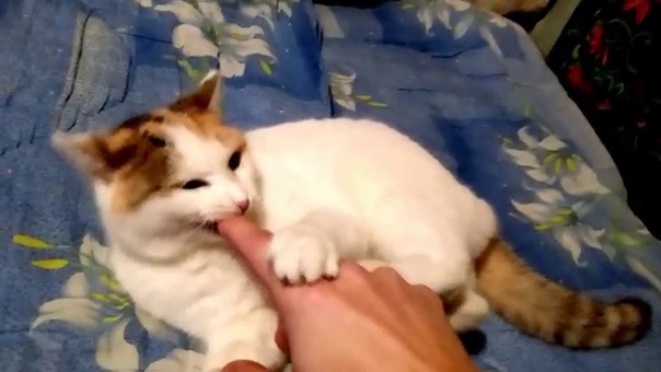 Палец в