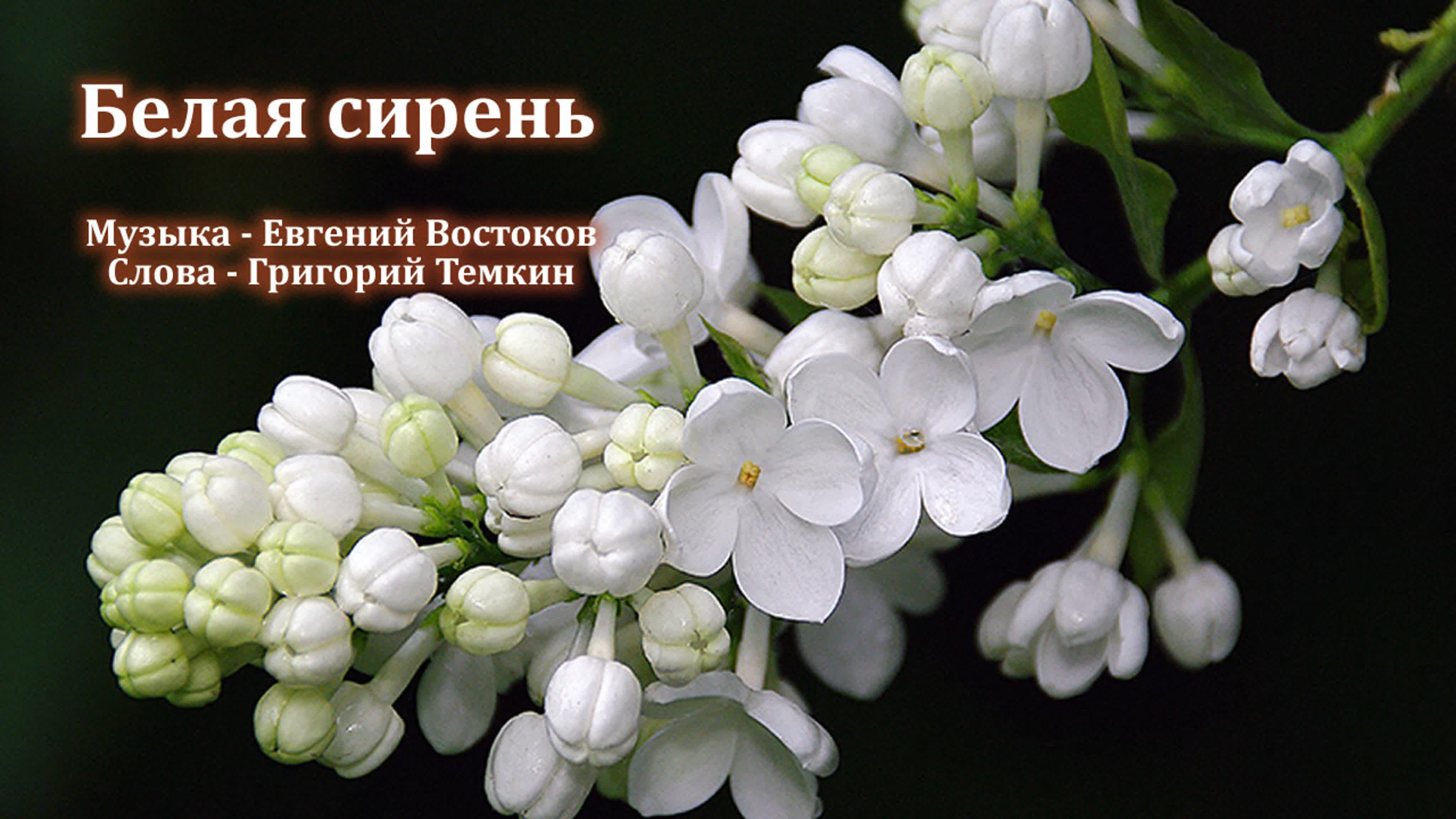 Ветка белой сирени слушать песню. Цветущая белая сирень. Белая сирень пятилистная. Сирень обыкновенная белая. Соцветие сирени