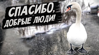 Белые лебеди, другая семья