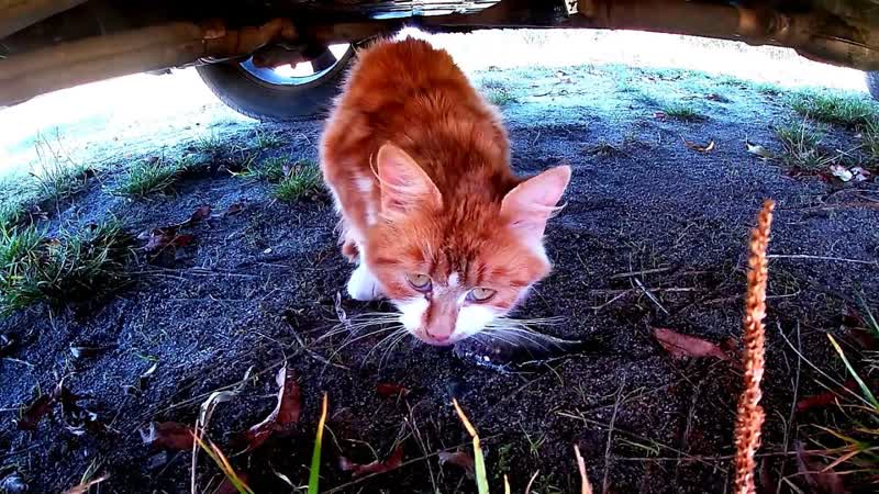КОТ ЕСТ РЫБУ, КОТОРУЮ НОРКА ЛОВИТ ОДНУ за ДРУГОЙ. RED CAT EATS FISH,