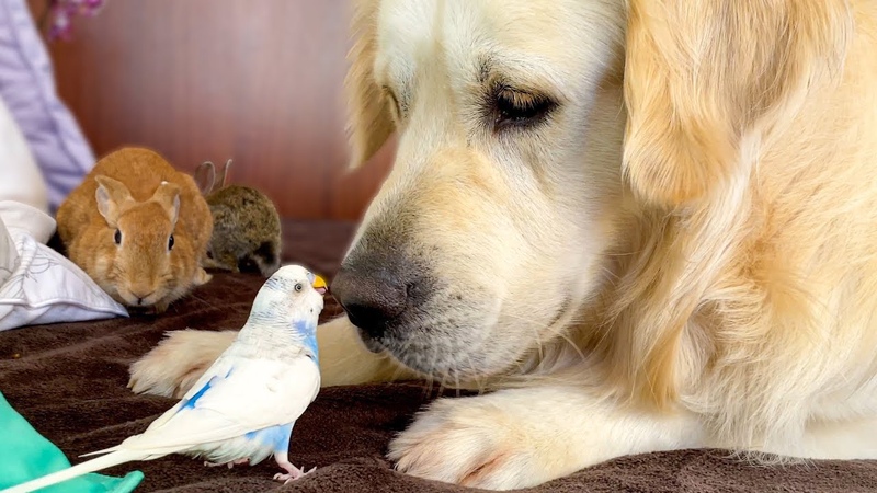 Golden Retriever who knows how to make Friends with Small