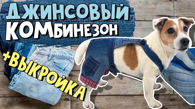Джинсовый комбинезон для собаки. ДЖИНСЫ ДЛЯ СОБАКИ СВОИМИ