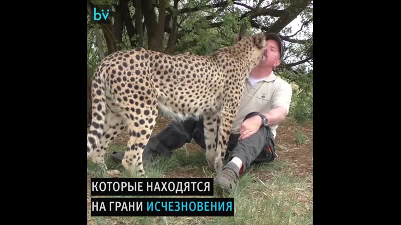 Дольф Волкер и его большие котики