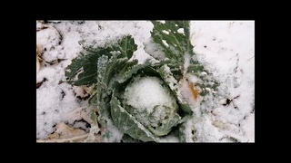 завируха - это пурга, снег с ветром. в сентябре снегопад...