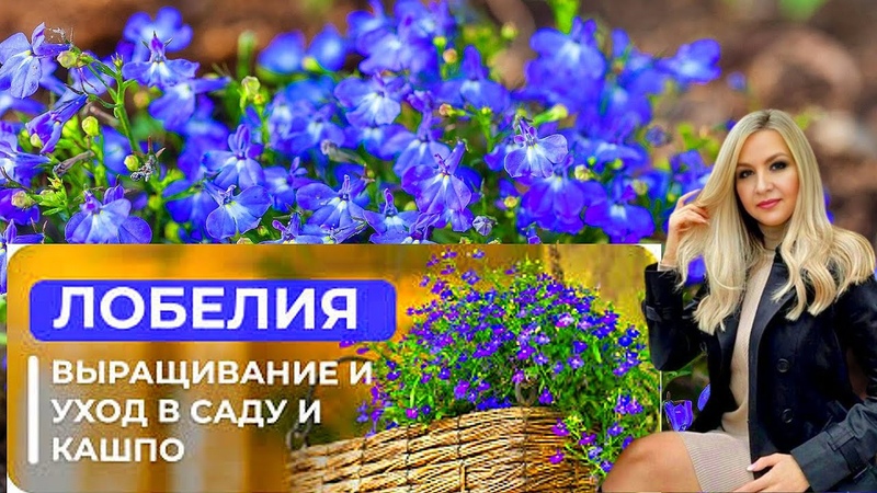 Как вырастить лобелию из семян. Полный