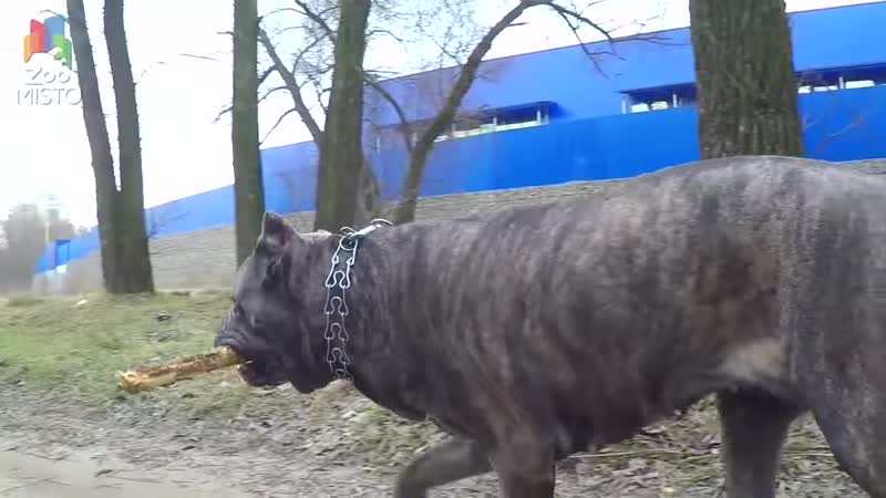 Кане Корсо Все о