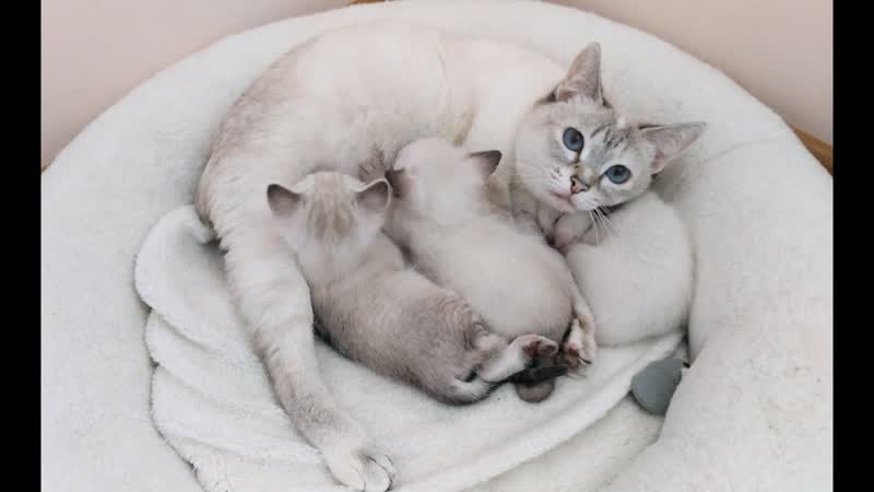 Тайская кошка Анжель со своими котятами, д, р Тайские кошки