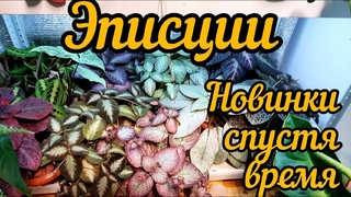 ЭПИСЦИИ живые драгоценности  / Уход / Размножение / Новинки спустя время