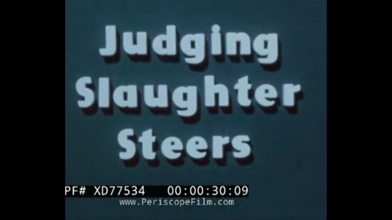 JUDGING SLAUGHTER STEERS 1960s TEXAS AM ANIMAL HUSBANDRY MEAT PROCESSING FILM