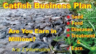 How To Start Catfish Farming | Catfish Farming Business | Profit In Millions | Complete Information