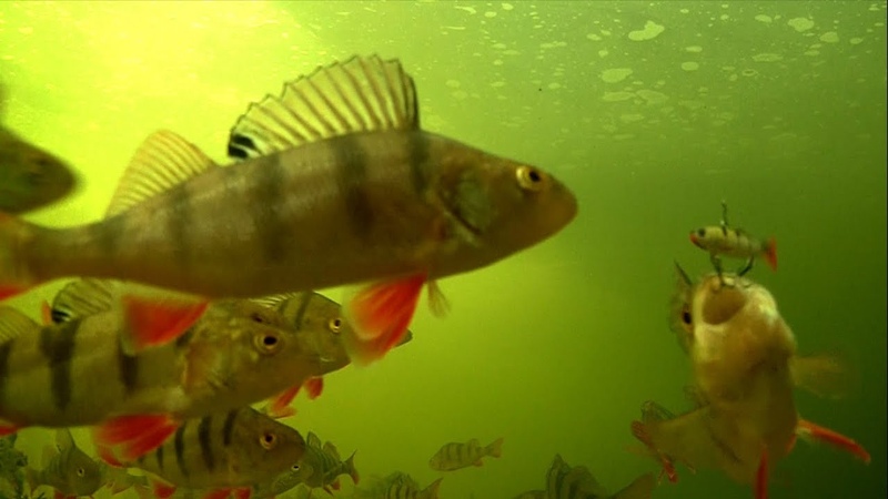 How to catch perch fish on Izumi Fly Petty and film it underwater. Рыбалка окунь поводная