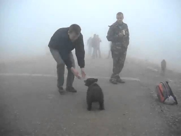 Bear attack to