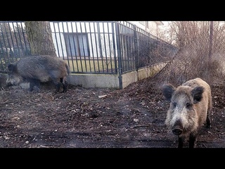 Afrikanische Schweinepest in Deutschland: Gefahrenzone errichtet
