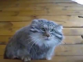 Домашний манул