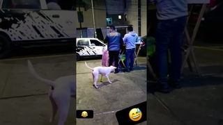 Se dej cae como gato al bofe#tamaulipas #sinaloa #durango #sonora #riobravo #chihuahua #alien