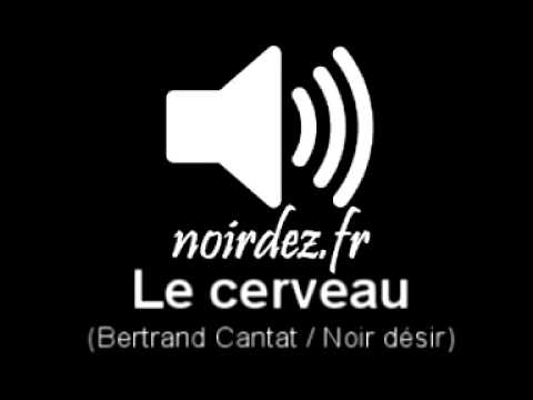 Le cerveau Bertrand Cantat Noir