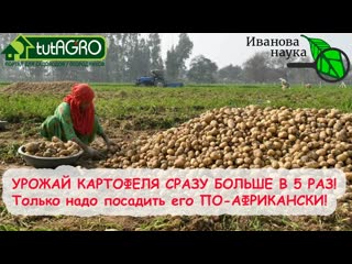УВЕЛИЧИТЬ УРОЖАЙ КАРТОФЕЛЯ В 5 РАЗ БЕЗ УДОБРЕНИЙ И ОБРАБОТОК. Африканский способ посадки картофеля.