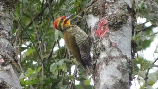 Yellow browed woodpecker, Белобровый полосатобрюхий дятел, Piculus