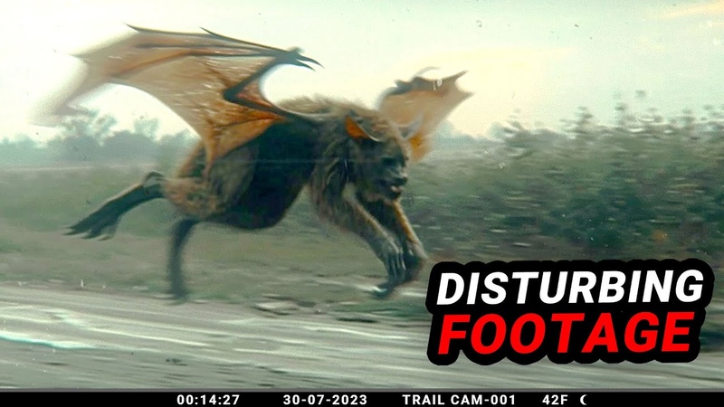 Ultra Clear Trail Cam Footage Thats Now Public