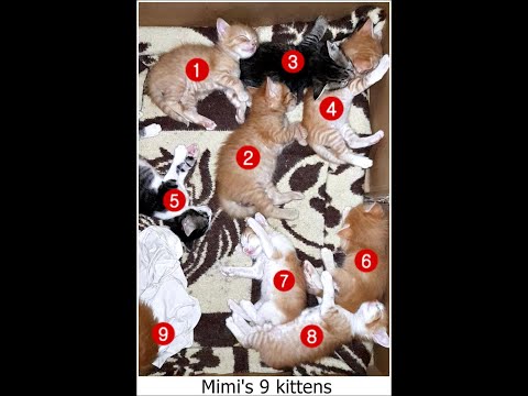 Mimis 9 kittens ميمي وصغارها التسعة ,