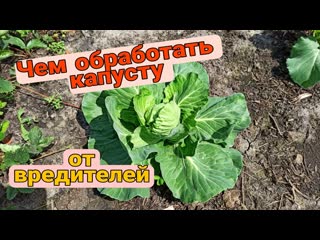 Чем обработать капусту от вредителей.