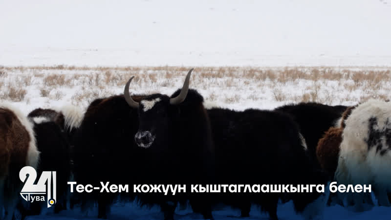 Тес Хем кожуун кыштаглаашкынга