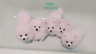 щенки померанского шпица принимают ванну / Pomeranian puppies taking a bath