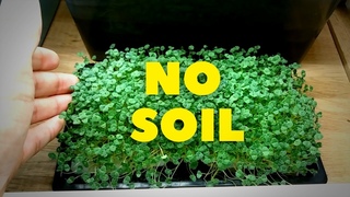 Chia Microgreens - No Soil