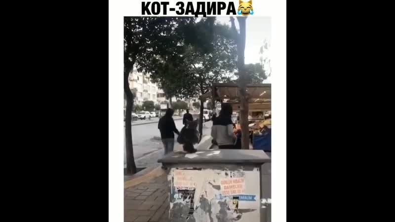 кот-задира