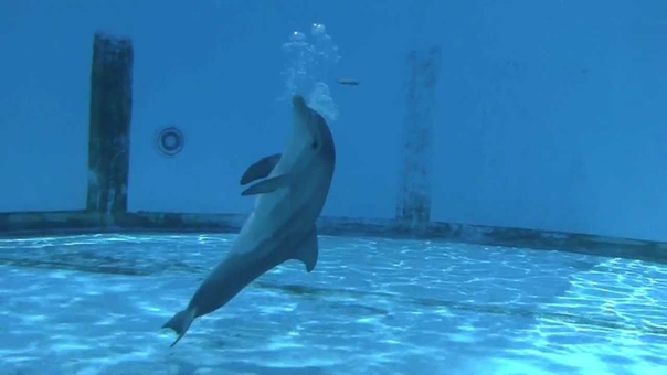watchin Hope, the baby dolphin