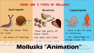 MOLLUSKS (Animation)