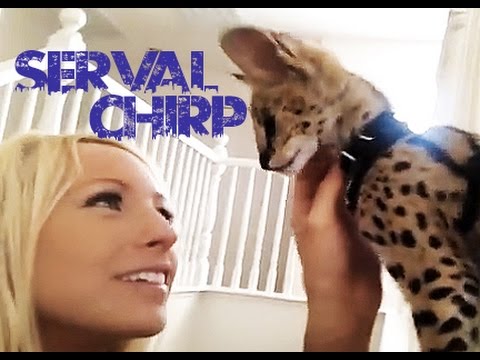 Serval Chirp So