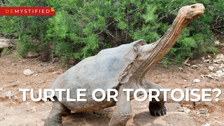 DEMYSTIFIED: Whats the Difference Between a Turtle and a Tortoise | Encyclopaedia Britannica