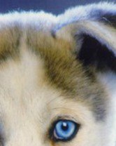 №15, Анжелика Кравчина, 25 лет, Хмельницкий №15, Анжелика Кравчина, 25 лет, Хмельницкий