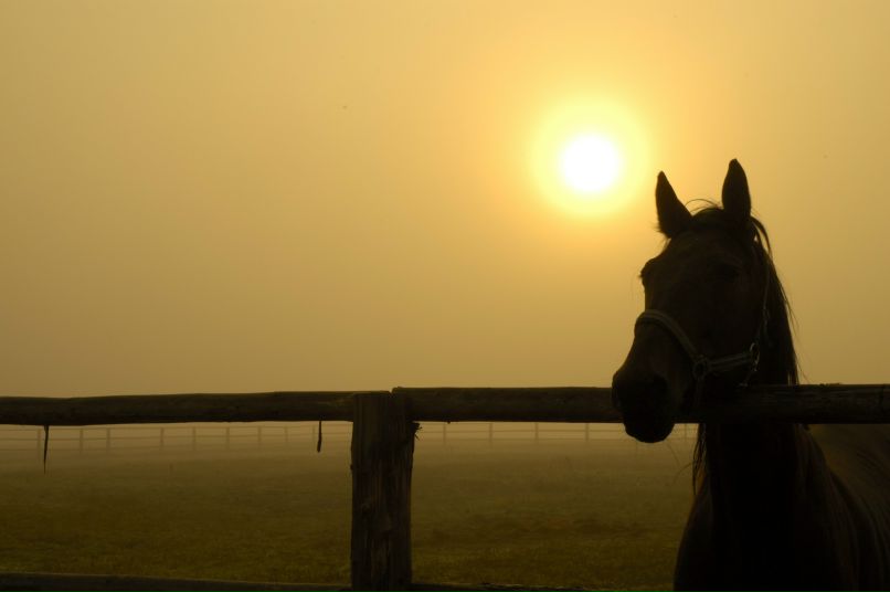 Елена Шаад | Тверь