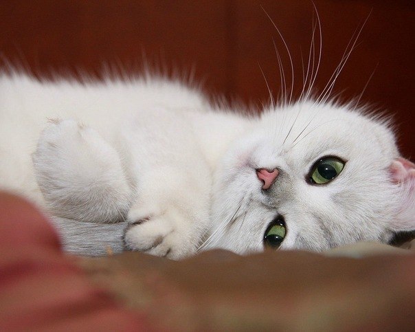 Юлія Поліщук | Ровно