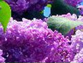 Людмила Шастина | Борисоглебск