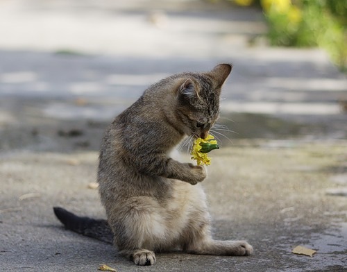 №37, Валерия Дегтярева, Донецк №37, Валерия Дегтярева, Донецк