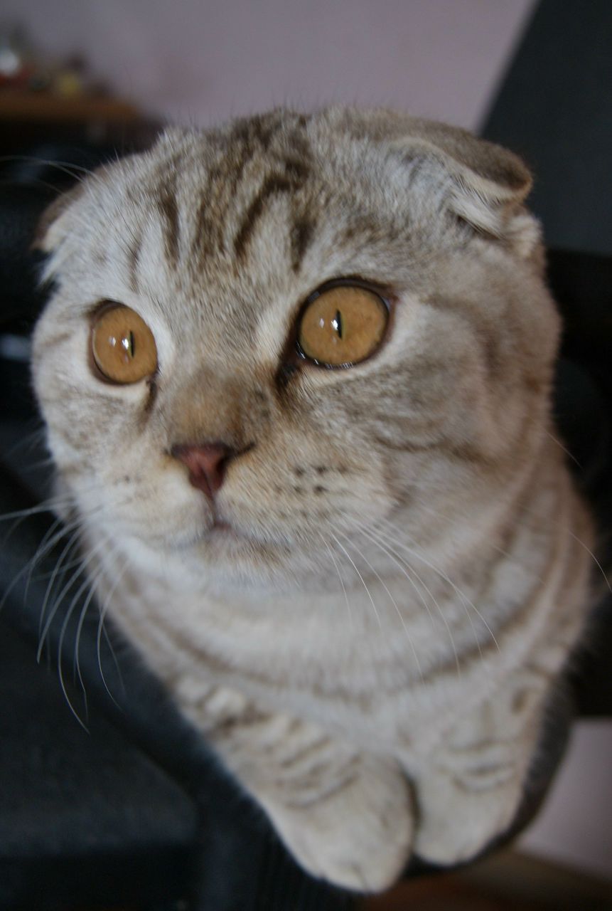 Юлия Коваленко | Омск