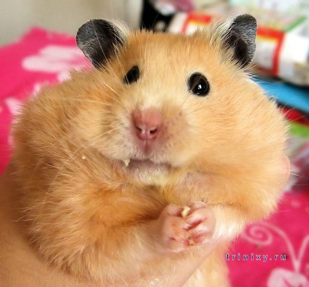 Константин Гальченко | Салават