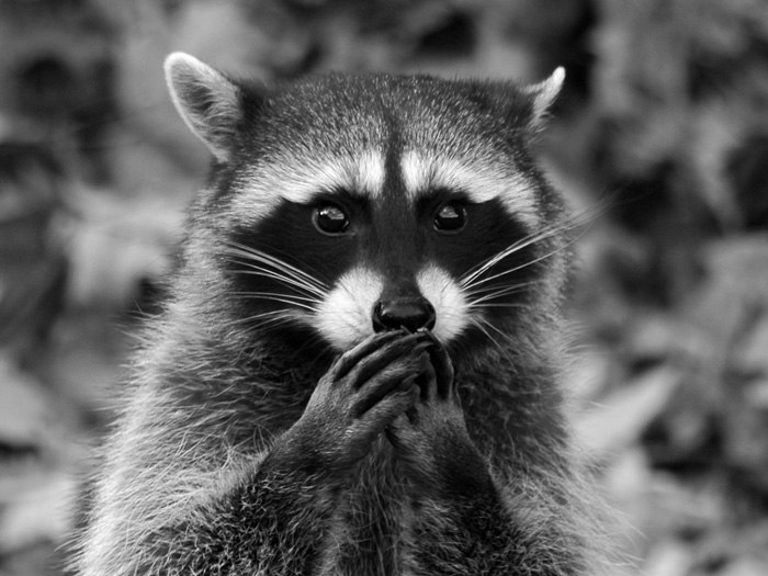 Анна Суворова | Санкт-Петербург