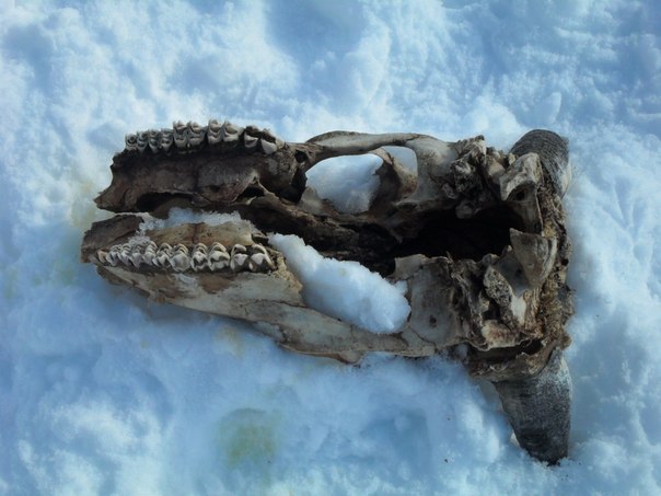 №29, Татьяна Михеева-Яковлева, 60 лет, Череповец №29, Татьяна Михеева-Яковлева, 60 лет, Череповец