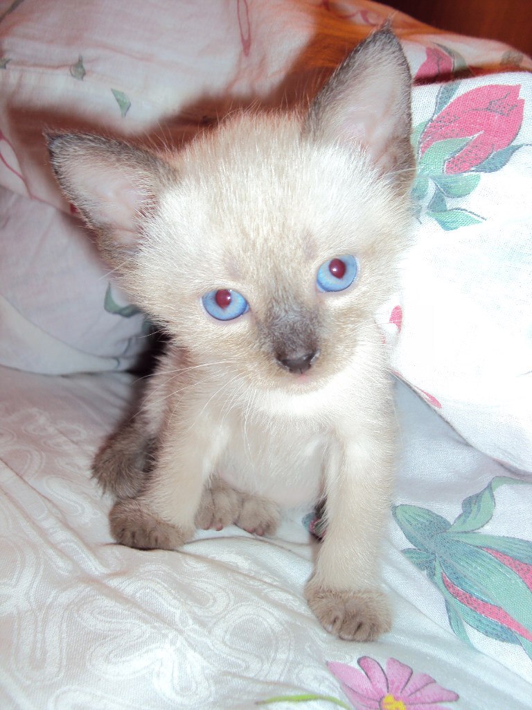 Светлана Светлова | Валдай