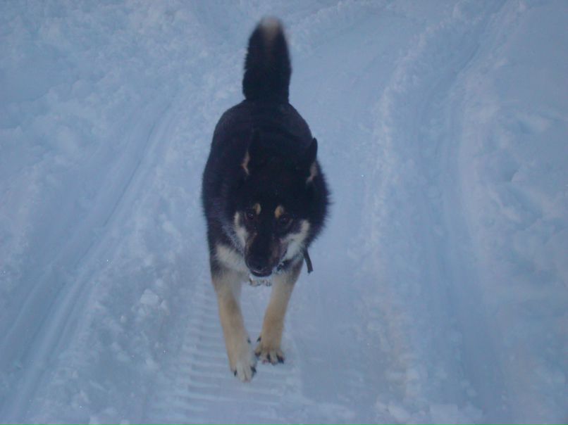 Антон Комаров | Владимир