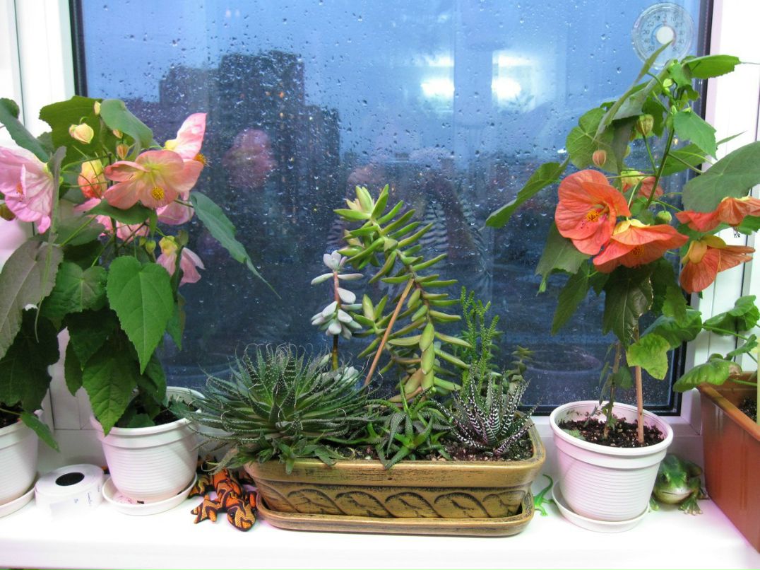 Светлана Серб | Санкт-Петербург