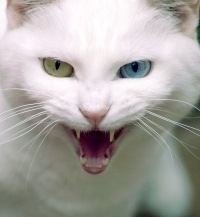 №77, Олеся Богомолова, 38 лет, Ростов-на-Дону №77, Олеся Богомолова, 38 лет, Ростов-на-Дону