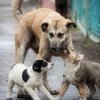 Аватар: Сявице Буерицк